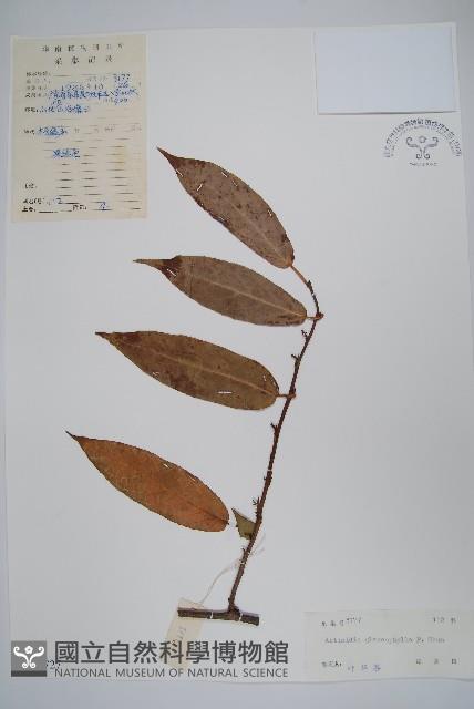 華南獼猴桃藏品圖，第1張