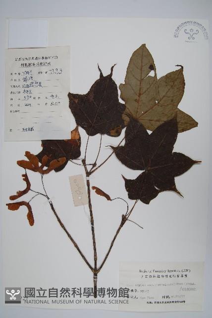 天台闊葉槭藏品圖，第1張