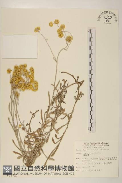 鼠麴草藏品圖，第1張