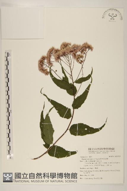 田代氏澤蘭藏品圖，第1張