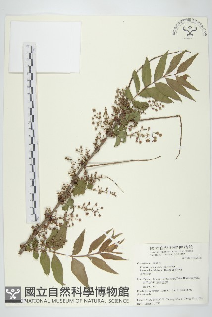 臺灣馬桑藏品圖，第1張