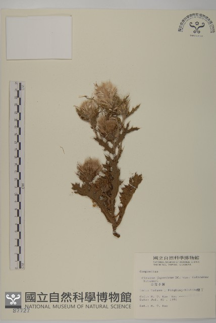 雞鵤刺、鵝鑾鼻小薊藏品圖，第1張
