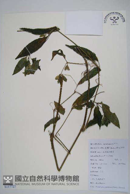 九頭獅子草藏品圖，第1張