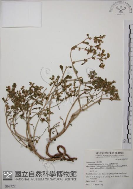 台灣佛甲草、石板菜藏品圖，第1張