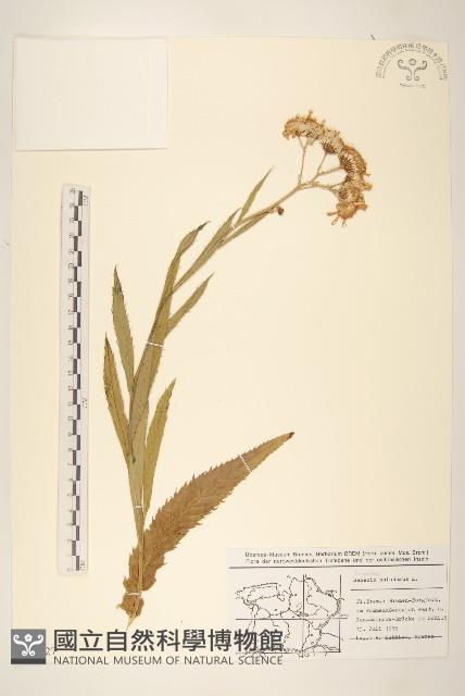 沼生千里光藏品圖，第1張