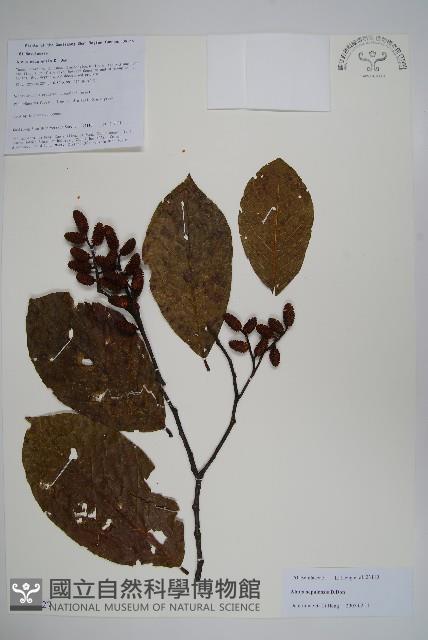 尼泊爾赤楊藏品圖，第1張