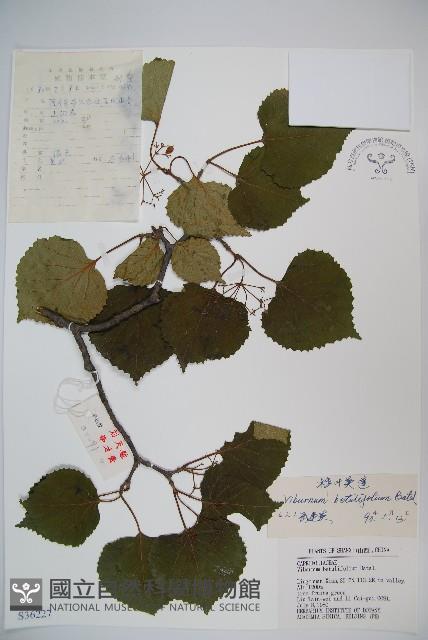 樺葉莢迷、玉山莢迷藏品圖，第1張