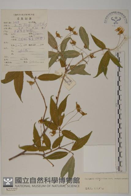 絨楚丘生衛矛藏品圖，第1張