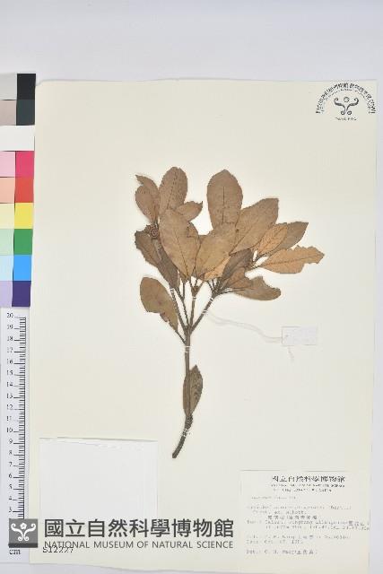 嶺南青剛櫟、嶺南椆藏品圖，第1張