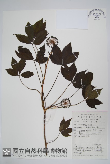 五加藏品圖，第1張