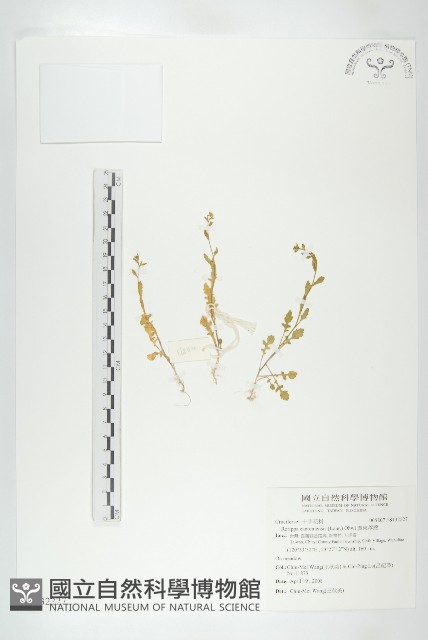 廣東葶藶藏品圖，第1張