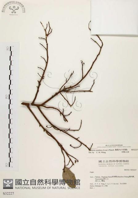 盤龍木、牛筋藤藏品圖，第1張