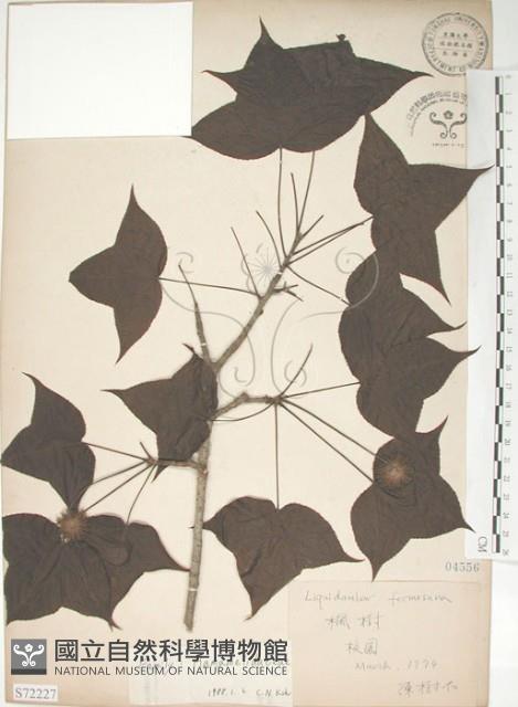 楓香、楓樹藏品圖，第1張