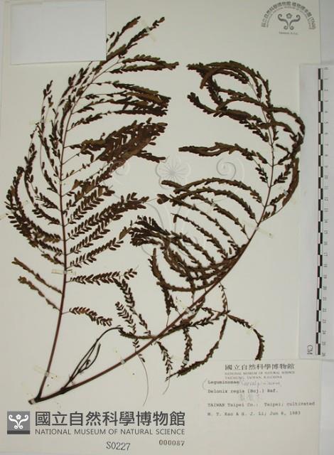 鳳凰木藏品圖，第1張