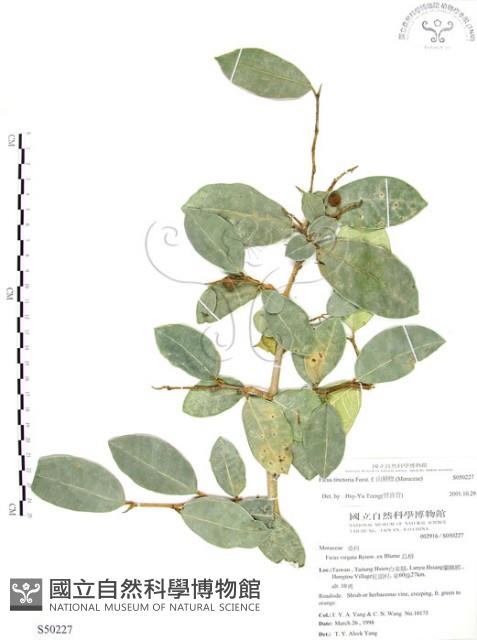 山豬枷藏品圖，第1張