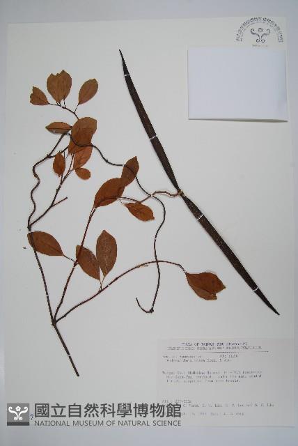 酸藤藏品圖，第1張