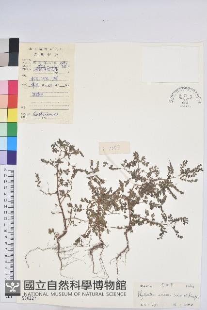 小返魂藏品圖，第1張