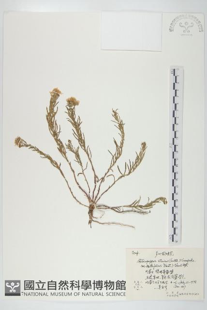 阿爾泰狗娃花藏品圖，第1張