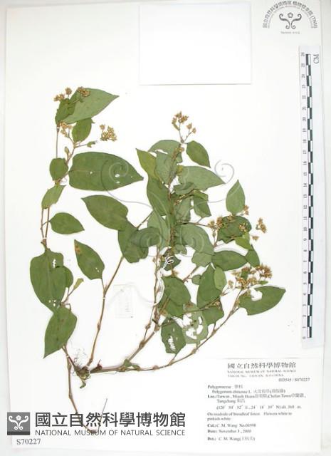 火炭母草、清飯藤藏品圖，第1張