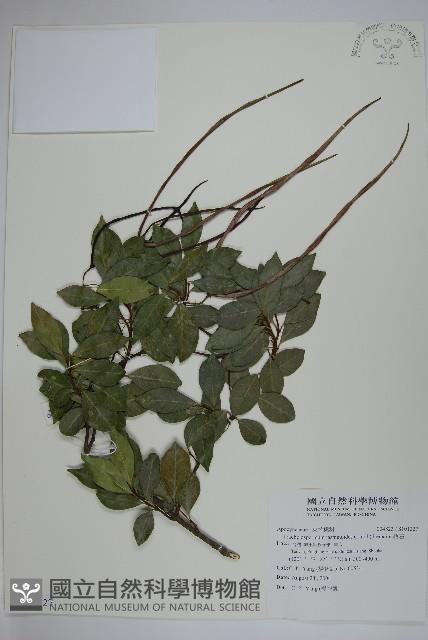 絡石藏品圖，第1張