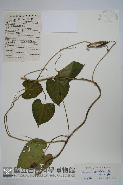 牛皮消藏品圖，第1張