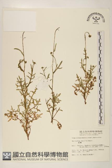 矮菊藏品圖，第1張