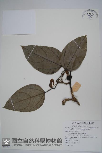 海南馬兜鈴藏品圖，第1張