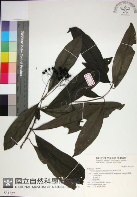 薄葉玉心花藏品圖，第1張