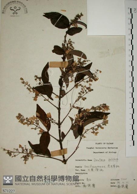 大葉溲疏藏品圖，第1張