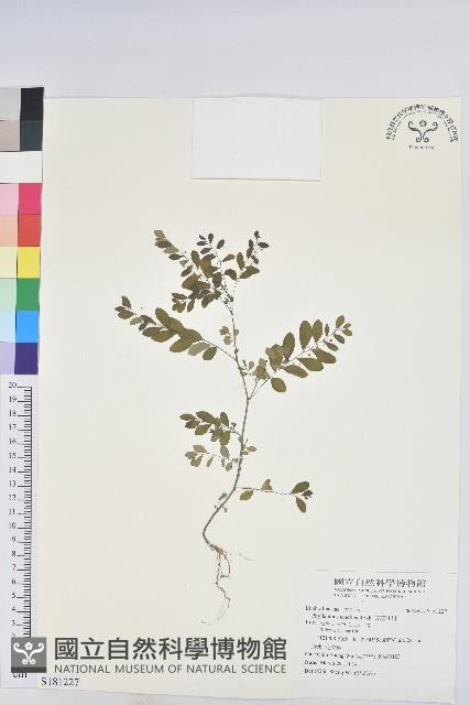 五蕊油柑藏品圖，第1張