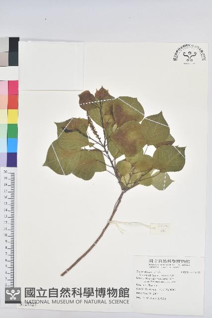 烏臼藏品圖，第1張