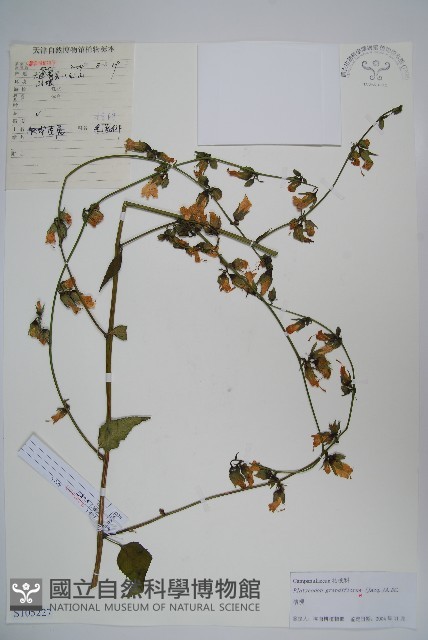 桔梗藏品圖，第1張