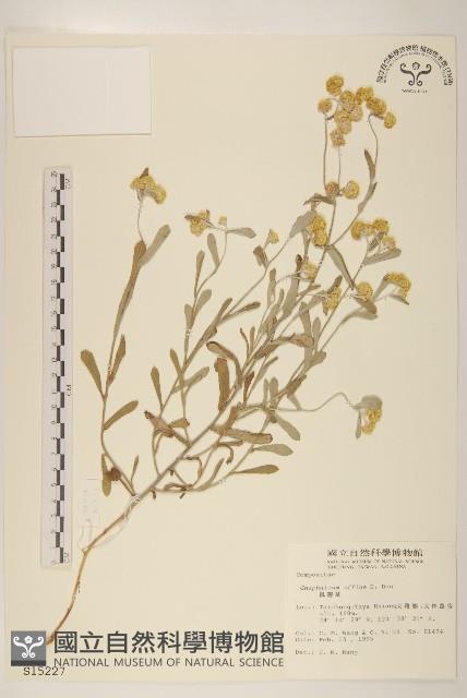 鼠麴草藏品圖，第1張