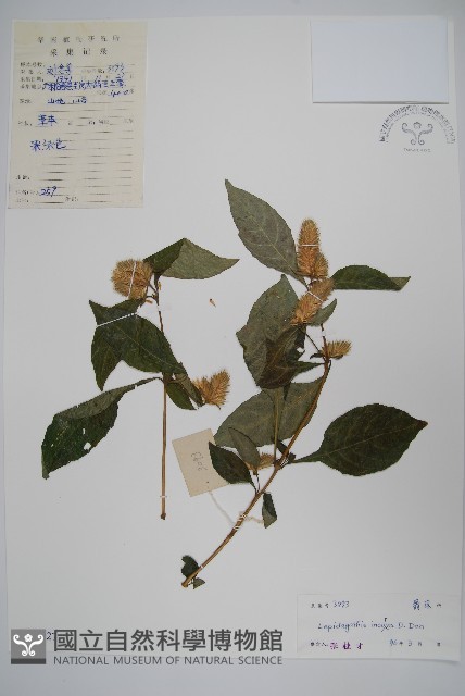 鱗花草藏品圖，第1張