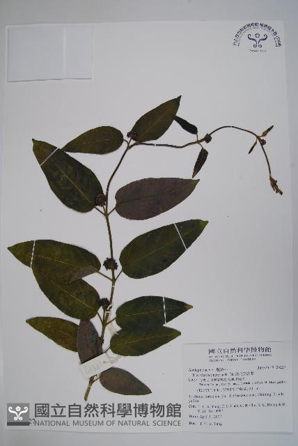 絨毛芙蓉蘭藏品圖，第1張