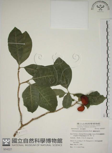 蘭嶼馬蹄花藏品圖，第1張