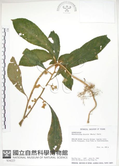 同蕊草、異色線柱苣苔藏品圖，第1張