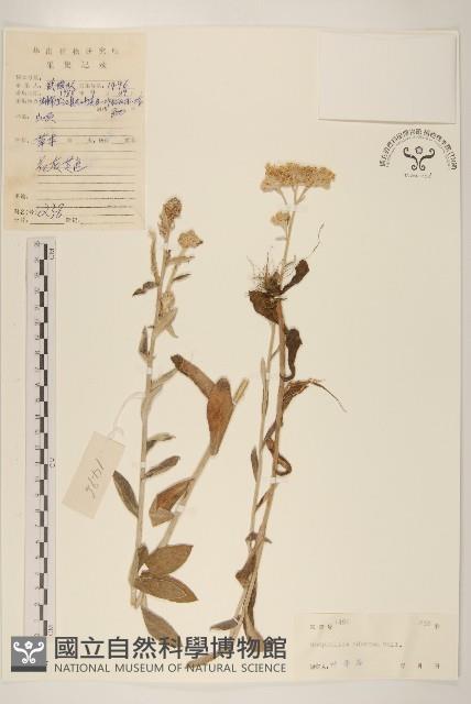 紅面番藏品圖，第1張