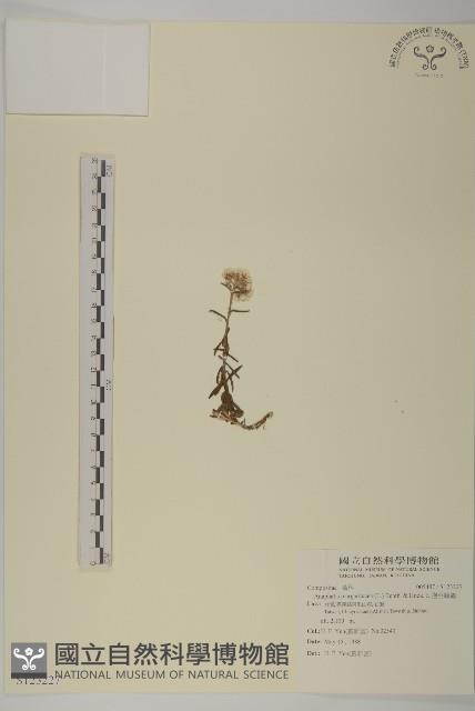 抱莖籟簫藏品圖，第1張