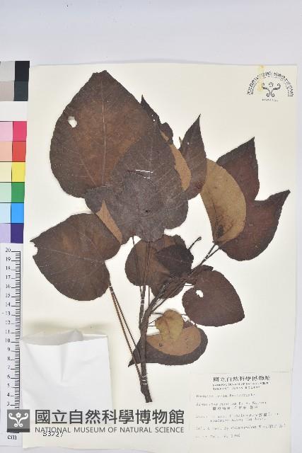 廣東油桐、皺桐藏品圖，第1張