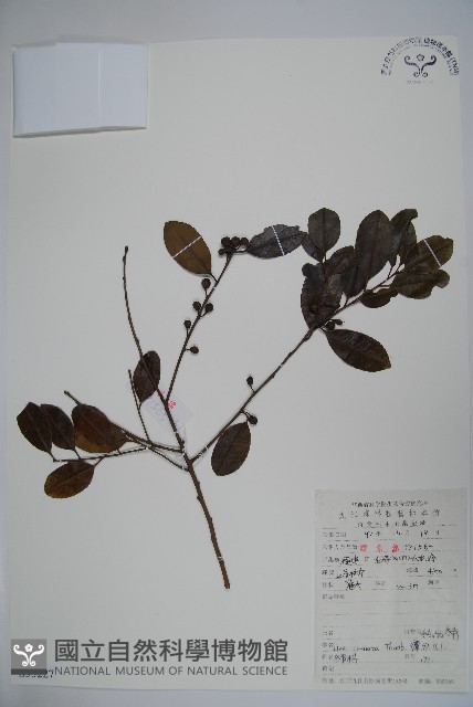 假黃楊藏品圖，第1張