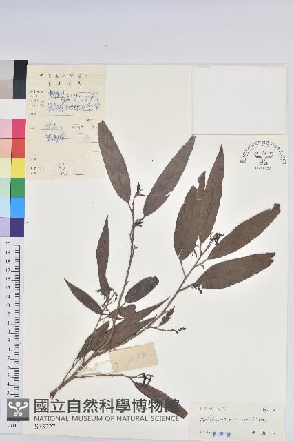 多花五月茶藏品圖，第1張