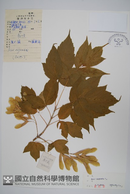 梣葉槭藏品圖，第1張