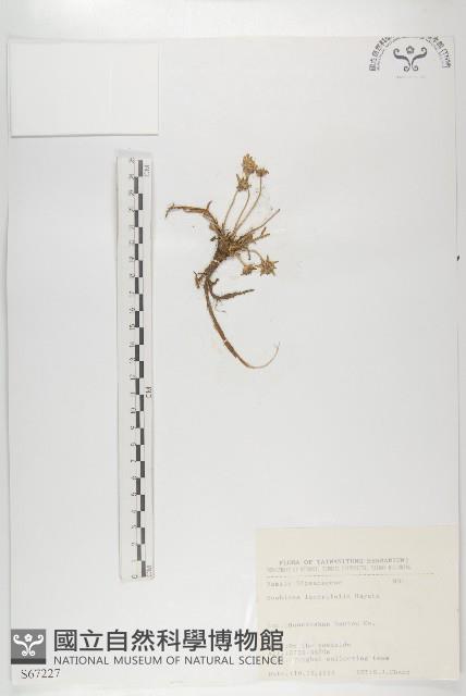 玉山山蘿蔔藏品圖，第1張