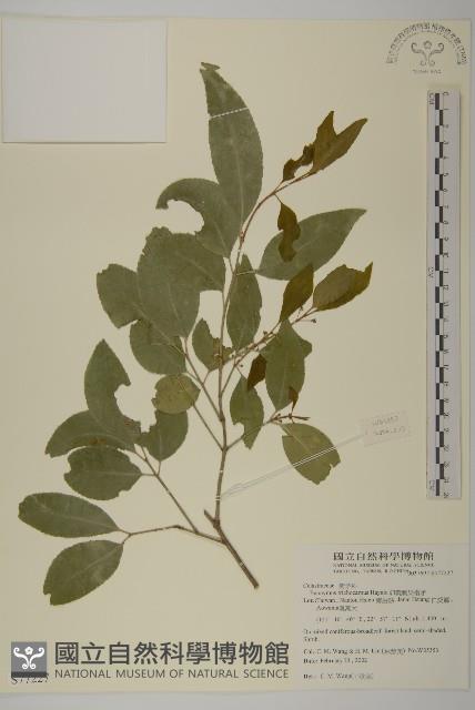 卵葉刺果衛矛藏品圖，第1張