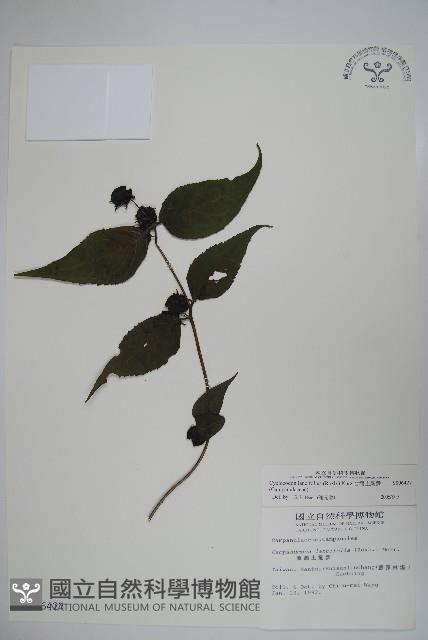 Accession Number:S006427 Collection Image, Figure 1, Total 2 Figures