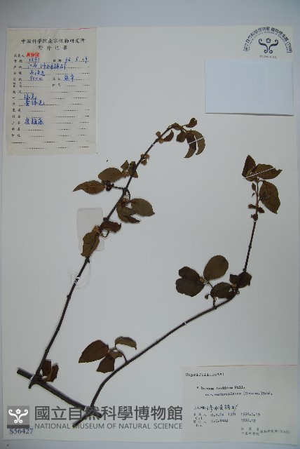 狹葉莢迷藏品圖，第1張