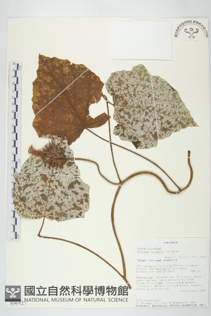 槭葉小牽牛藏品圖，第1張