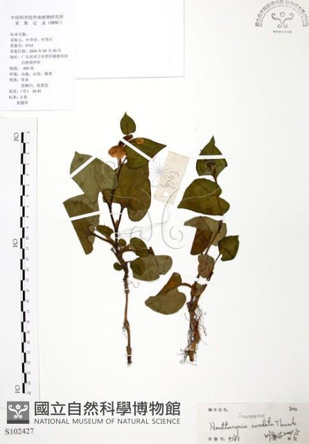 臭腥草、蕺菜藏品圖，第1張