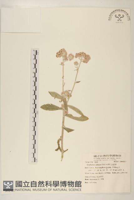 紅面番藏品圖，第1張